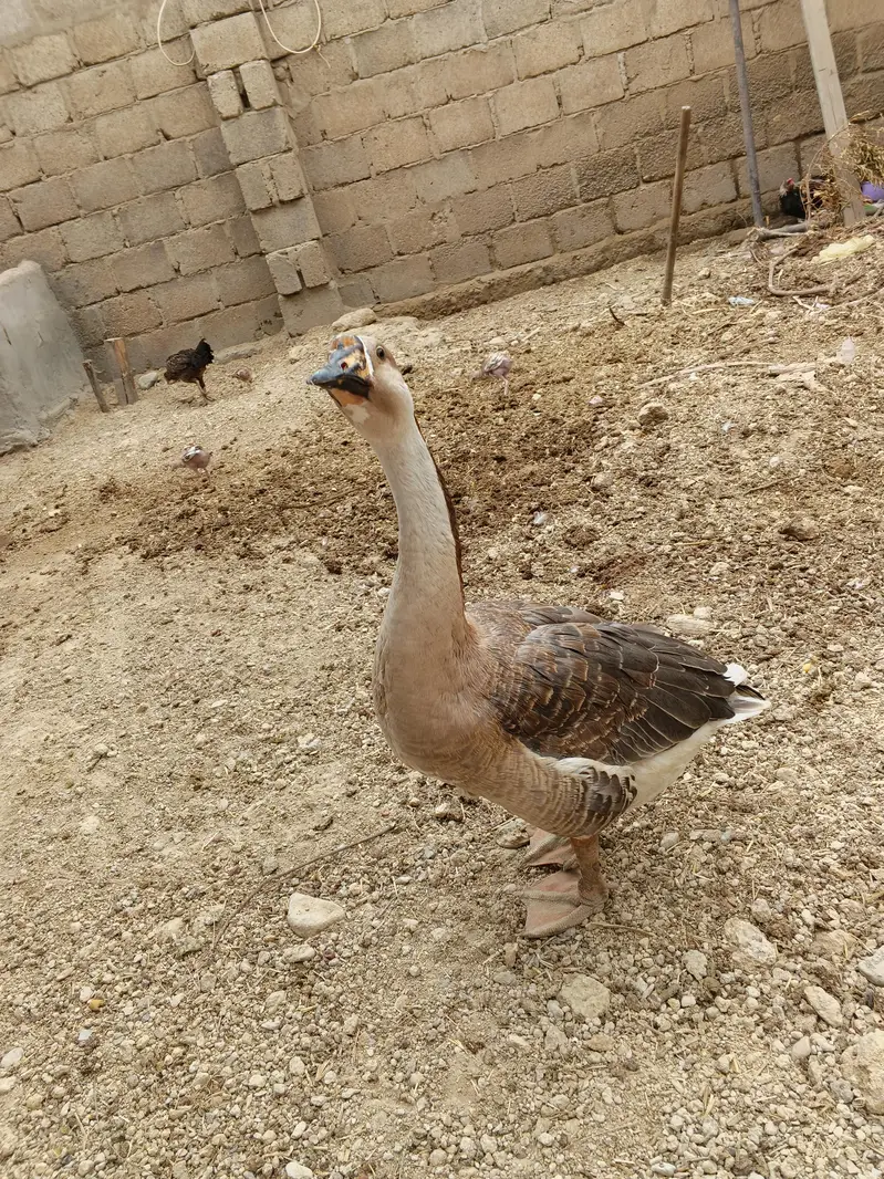 long neck duck — photo 2