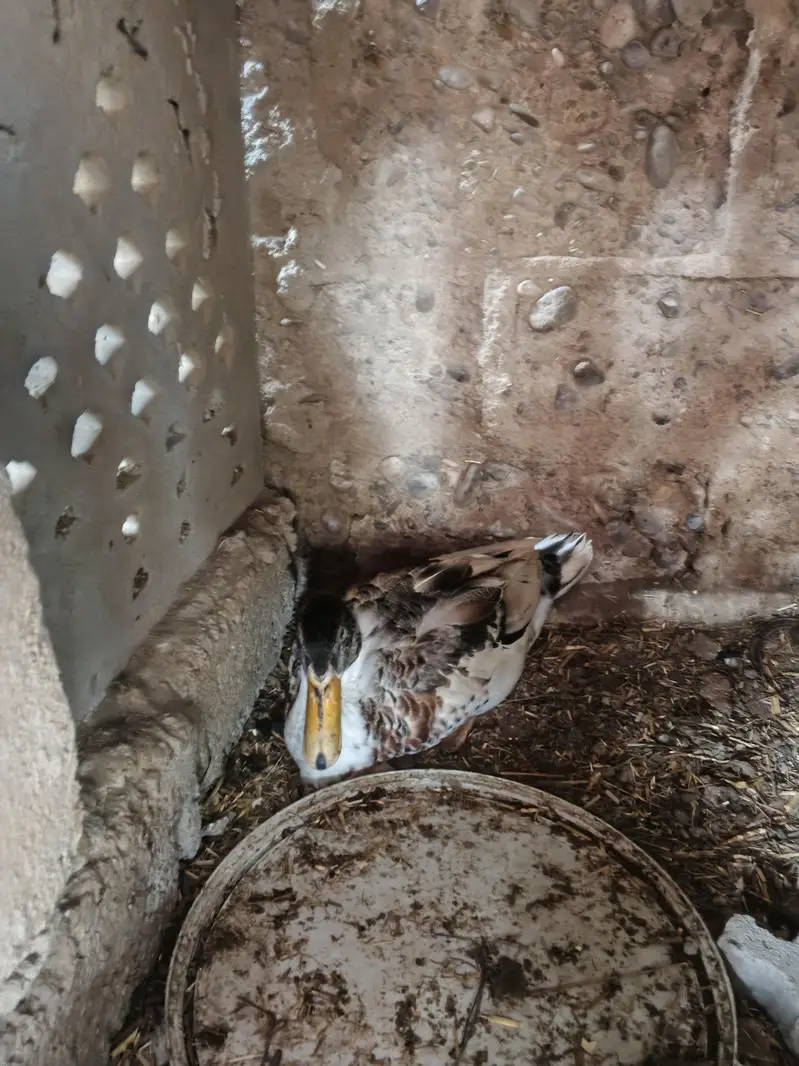 long neck duck — photo 3