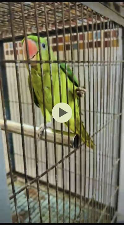 raw male tame  ha 6 month age ha