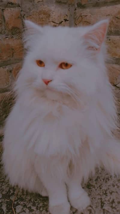 1 Year Old Female Persian Cat for Sale 1 Year Old Female Persian Cat