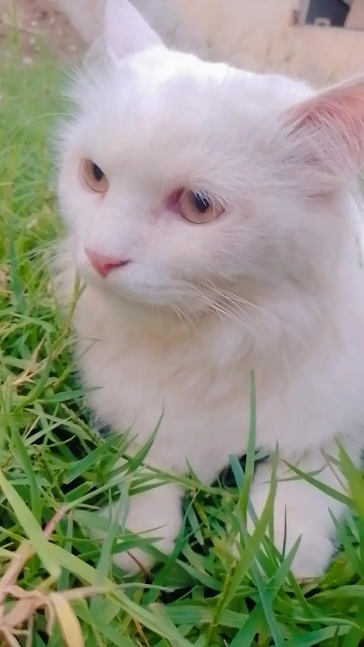 1 Year Old Female Persian Cat for Sale 1 Year Old Female Persian Cat — photo 2