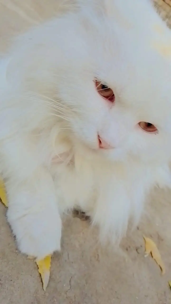 1 Year Old Female Persian Cat for Sale 1 Year Old Female Persian Cat — photo 3