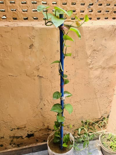 Money plants and Guava plant for sell