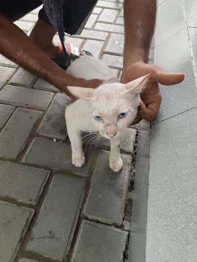 Beautiful Cat