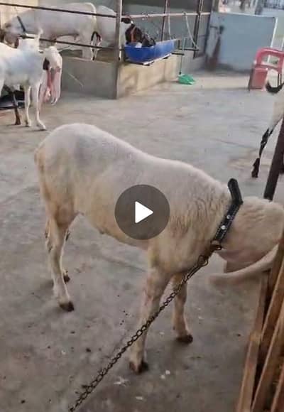 dhumba for sell