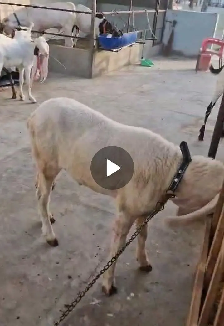 dhumba for sell