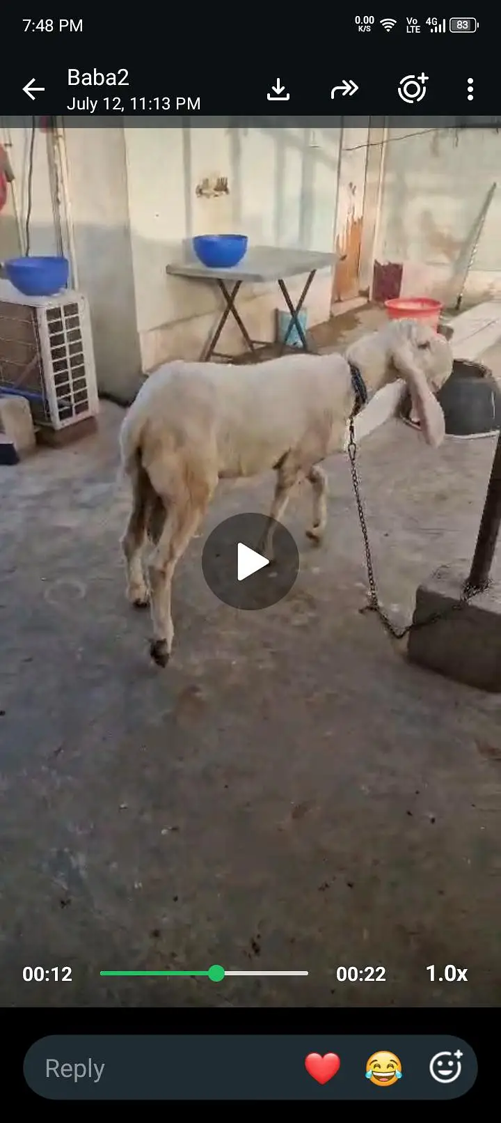 dhumba for sell — photo 2