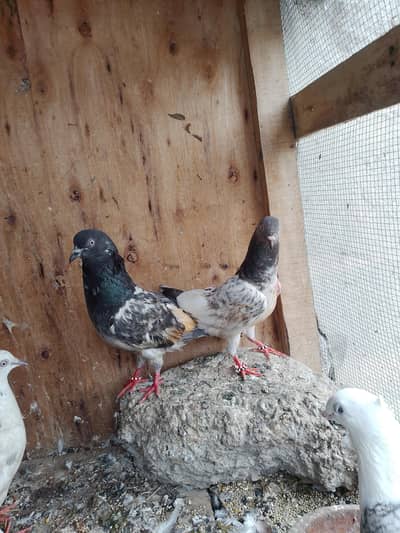 taddy breader pair are available