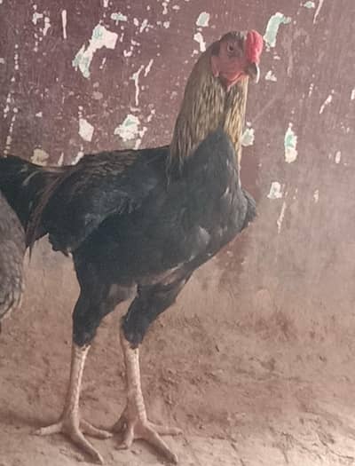 kulangi 8000