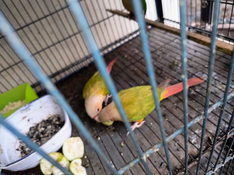 conure sun one piece 0