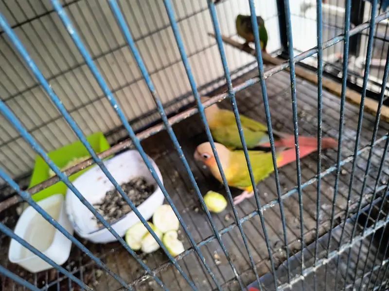 conure sun one piece — photo 3