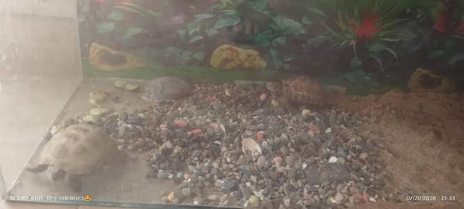 2 turtles for sale