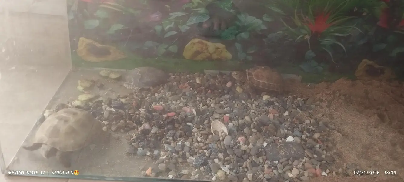 2 turtles for sale
