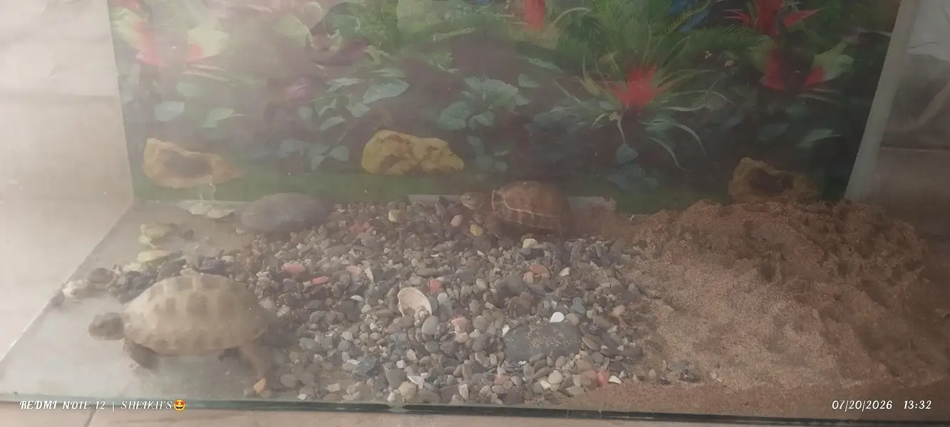 2 turtles for sale — photo 2