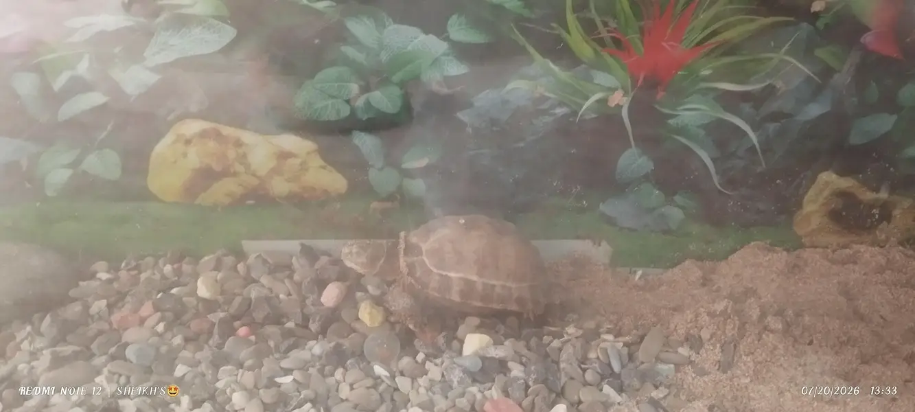 2 turtles for sale — photo 3