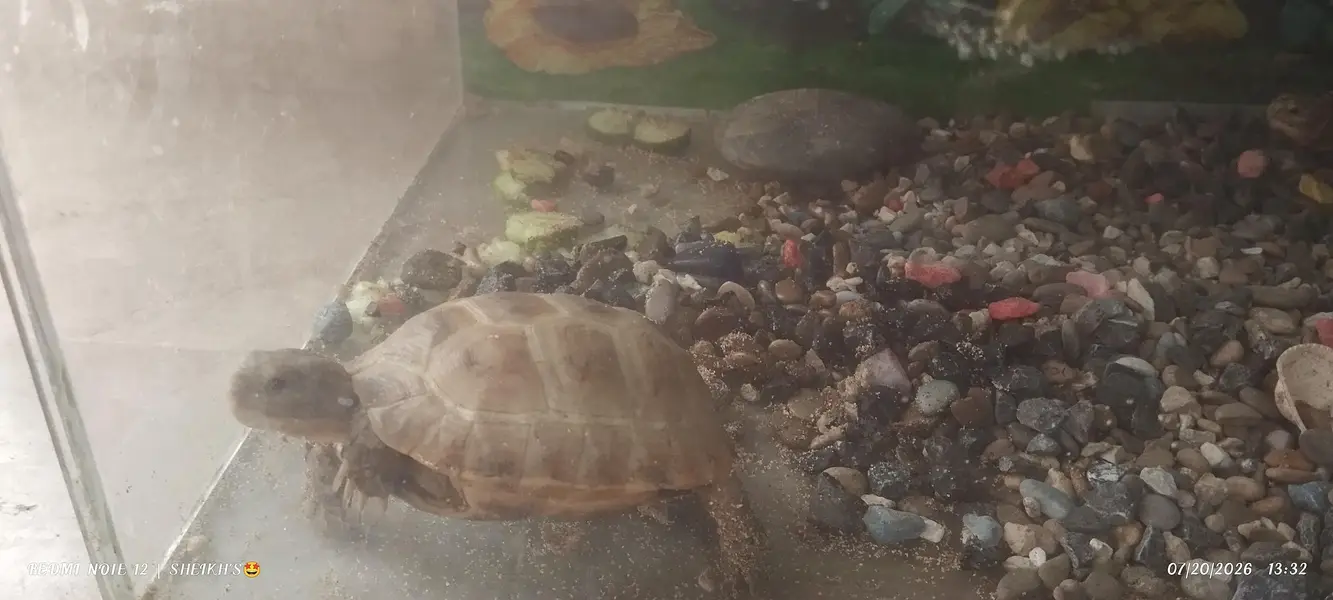 2 turtles for sale — photo 6