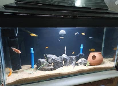 Fish Aquarium