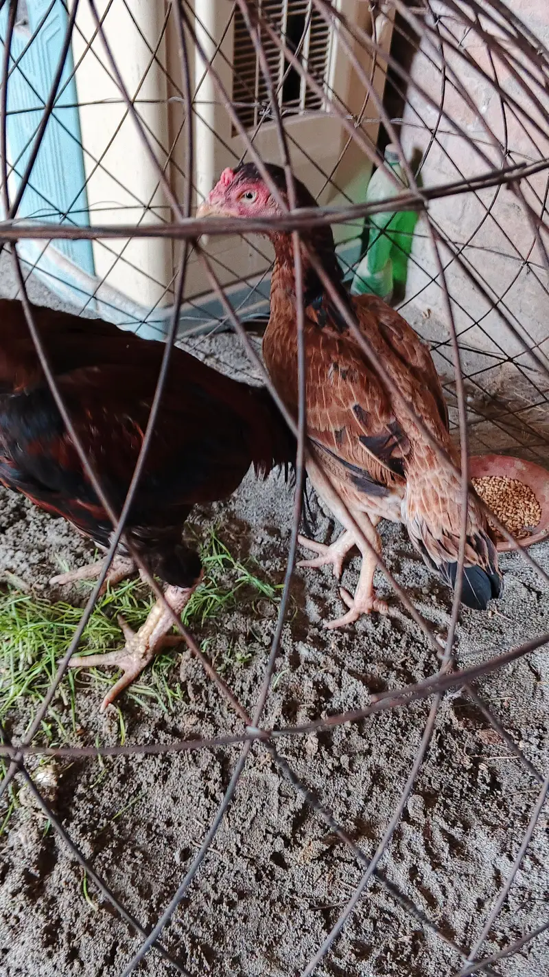 active pair — photo 4