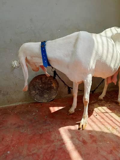 Muhammad Puri female
