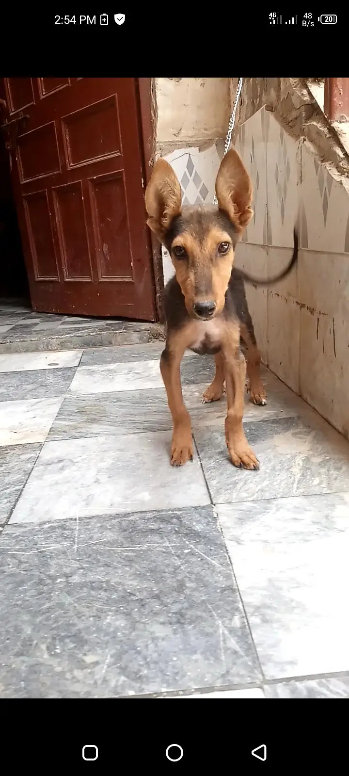 German shepherd Alsation — photo 2