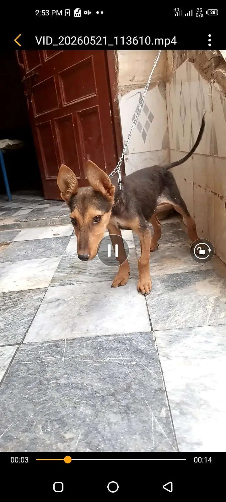 German shepherd Alsation — photo 5