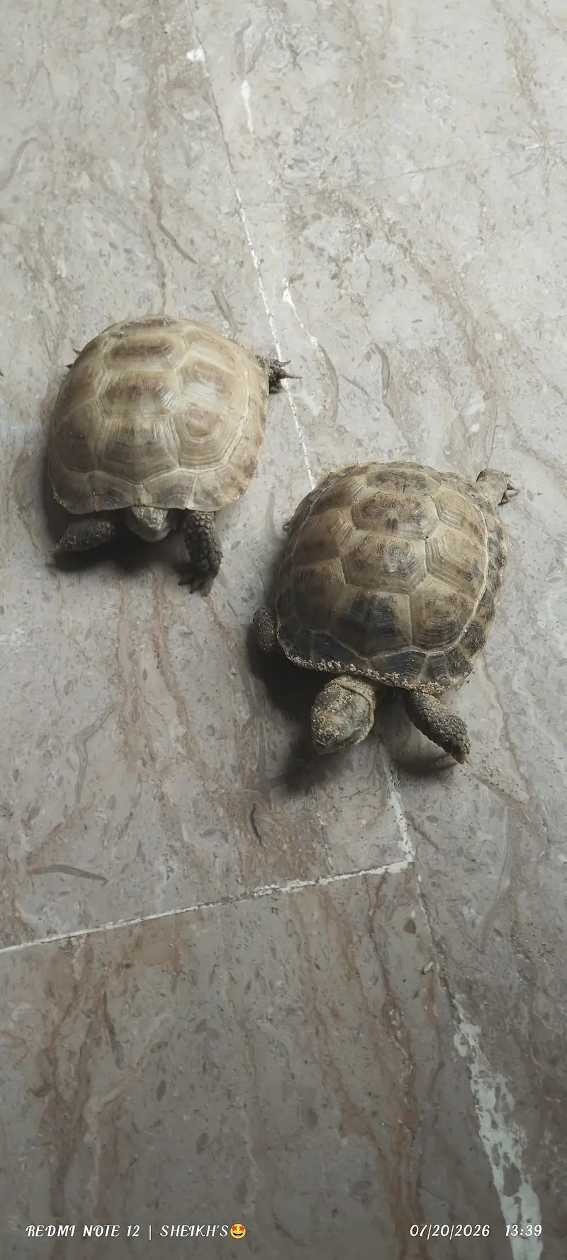 2 turtles for sale — photo 7