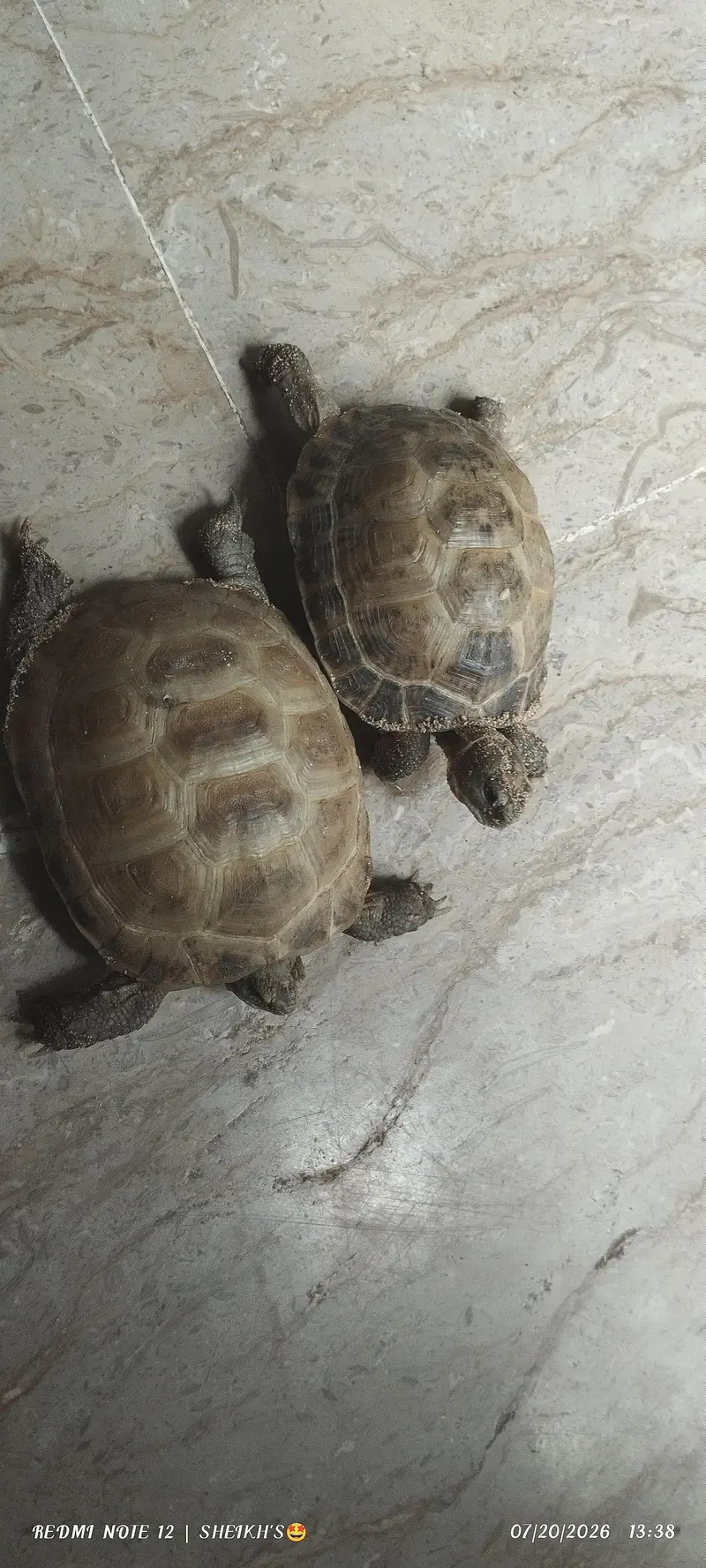 2 turtles for sale — photo 8