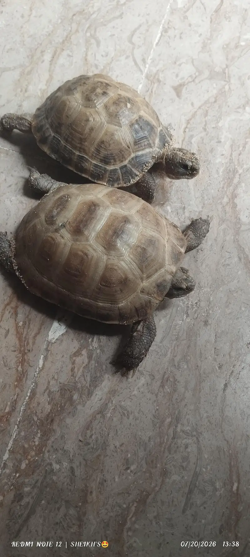 2 turtles for sale — photo 9