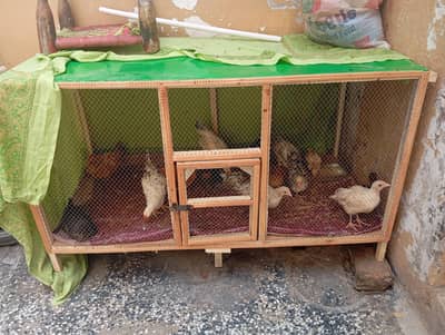 wood cage