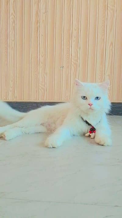 cattt