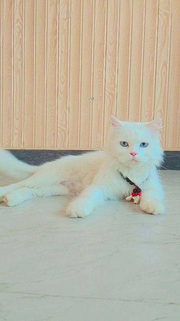 cattt 0