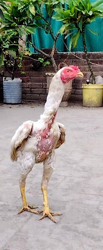 Aseel Thai mianwali cross male