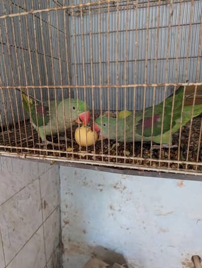 Raw parrot pair