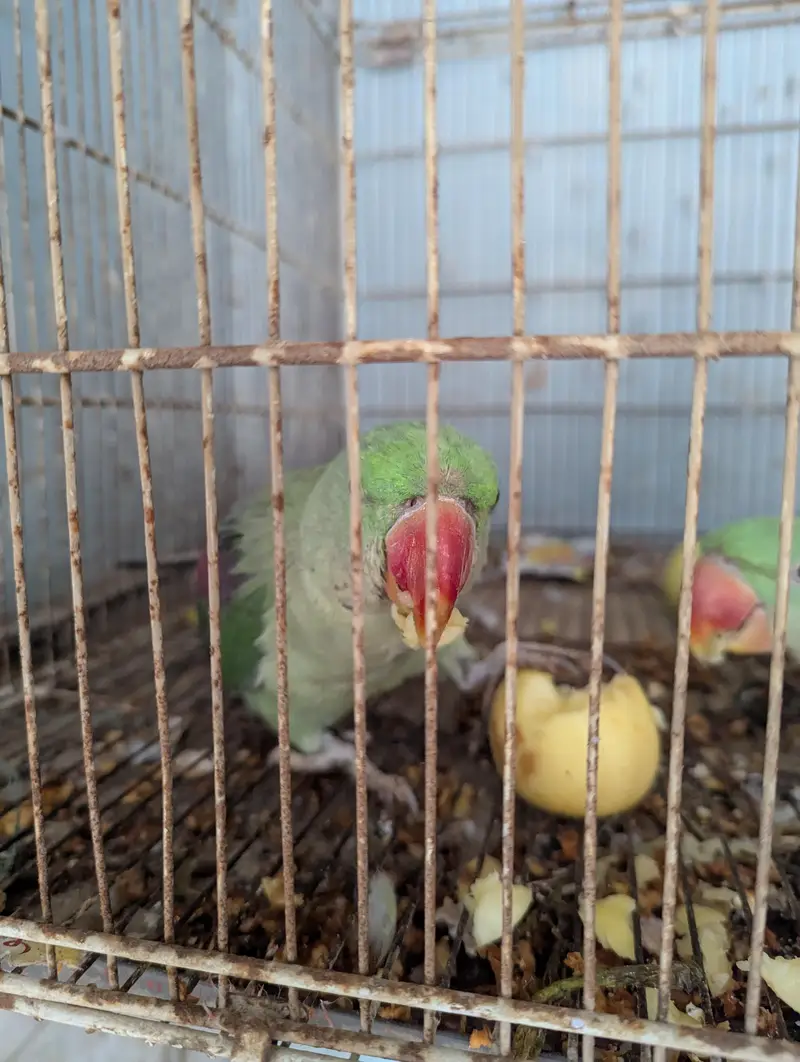 Raw parrot pair — photo 2