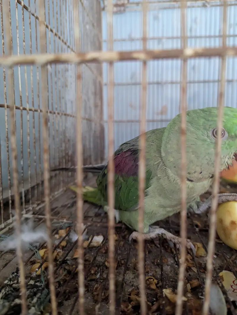 Raw parrot pair — photo 3
