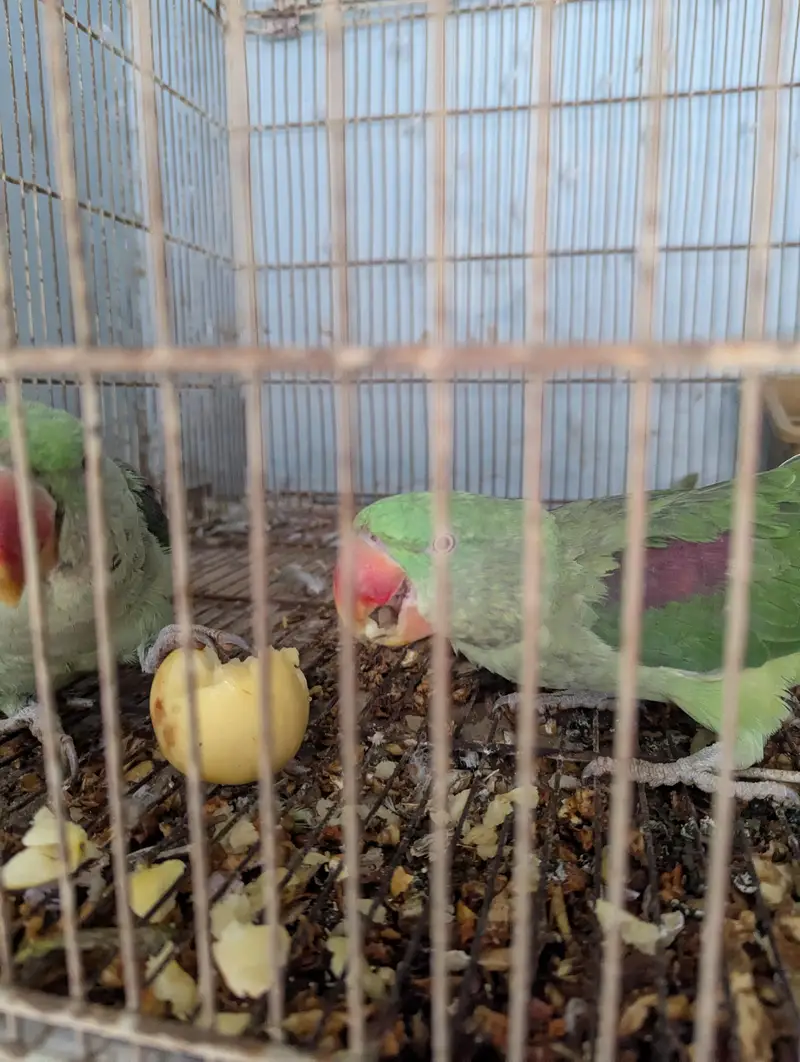 Raw parrot pair — photo 4