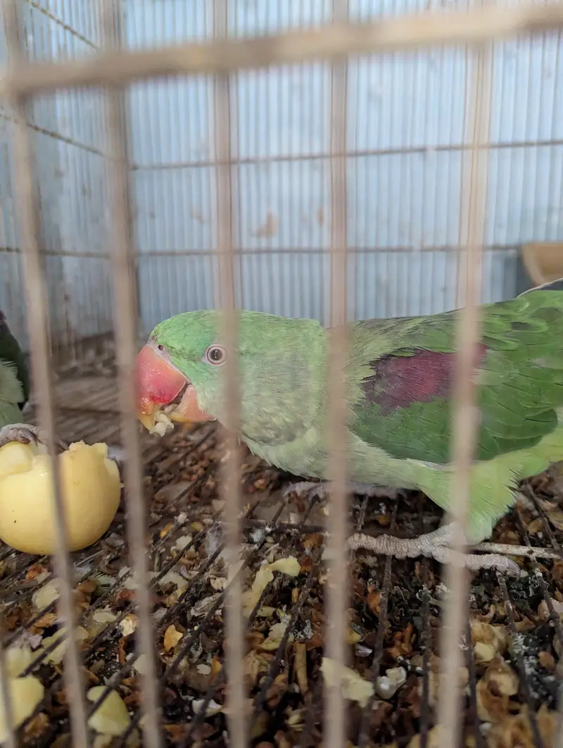 Raw parrot pair — photo 5