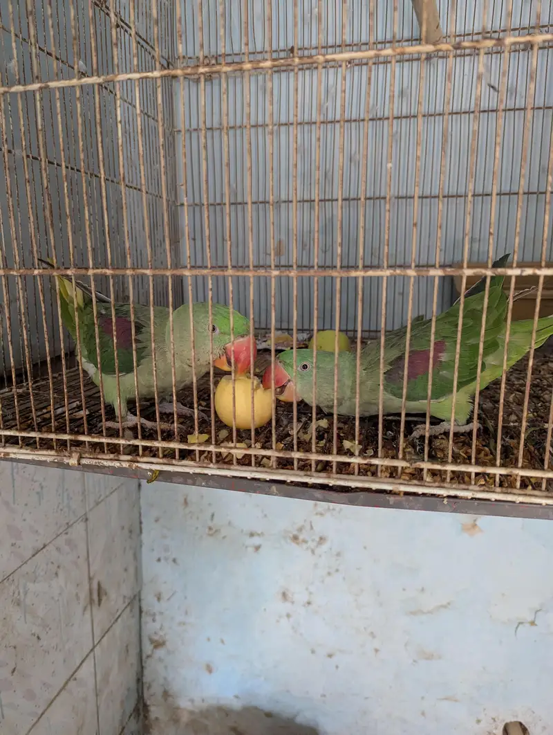 Raw parrot pair — photo 6