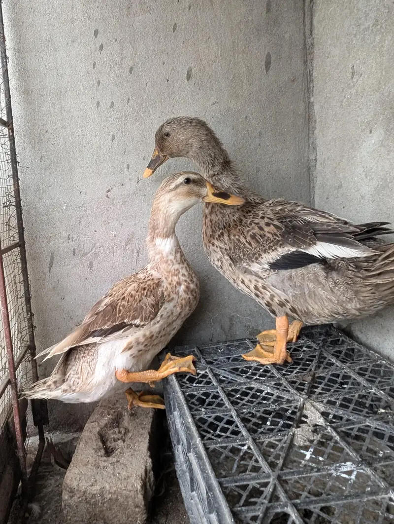 Duck females