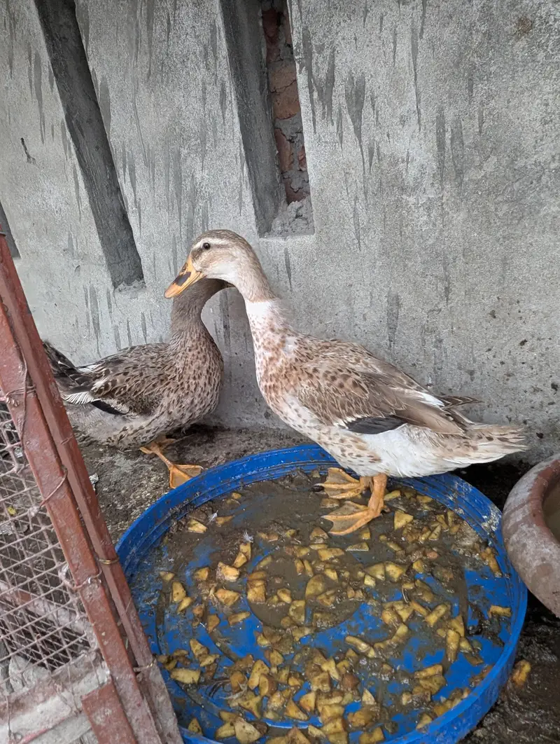 Duck females — photo 2