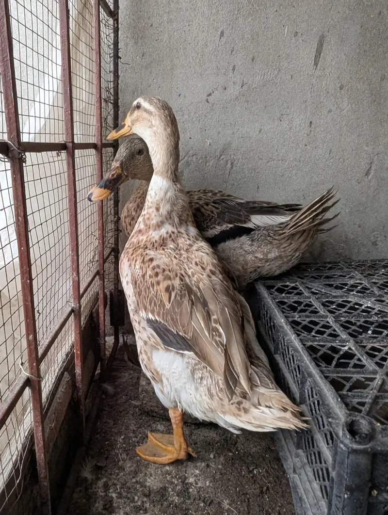 Duck females — photo 3