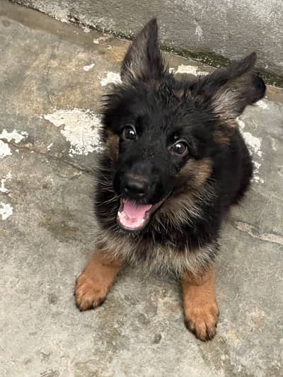 GSD Black Tan German Shapered Female
