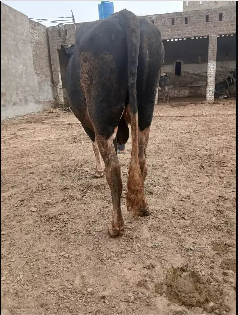 Duch Bull For Sale — photo 4