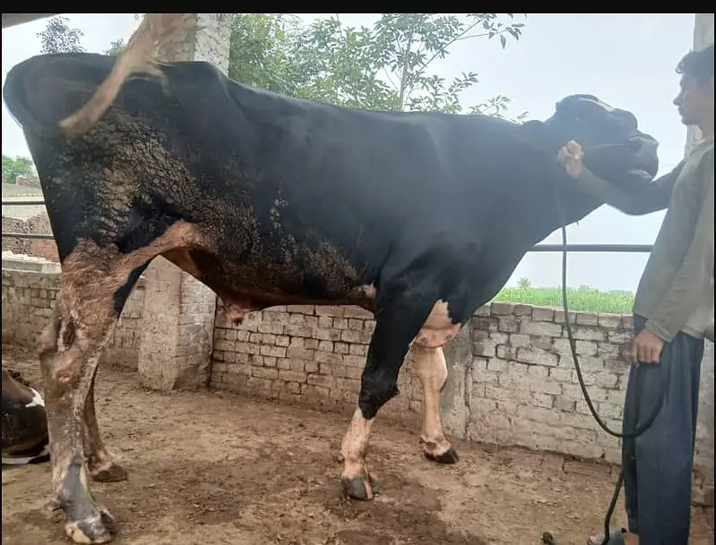 Duch Bull For Sale — photo 3