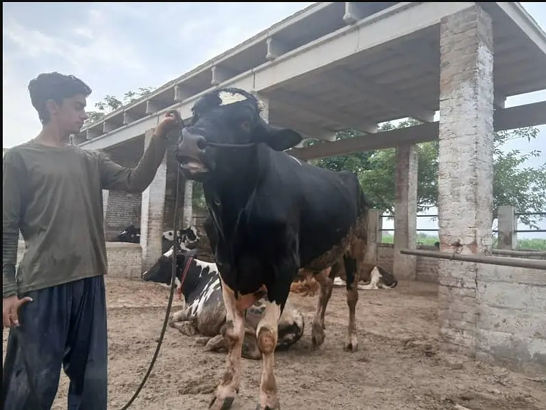 Duch Bull For Sale — photo 2