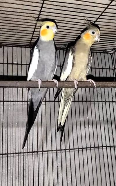 breeder pair ha coctail grey garenty ka sat laga hoa pair ha