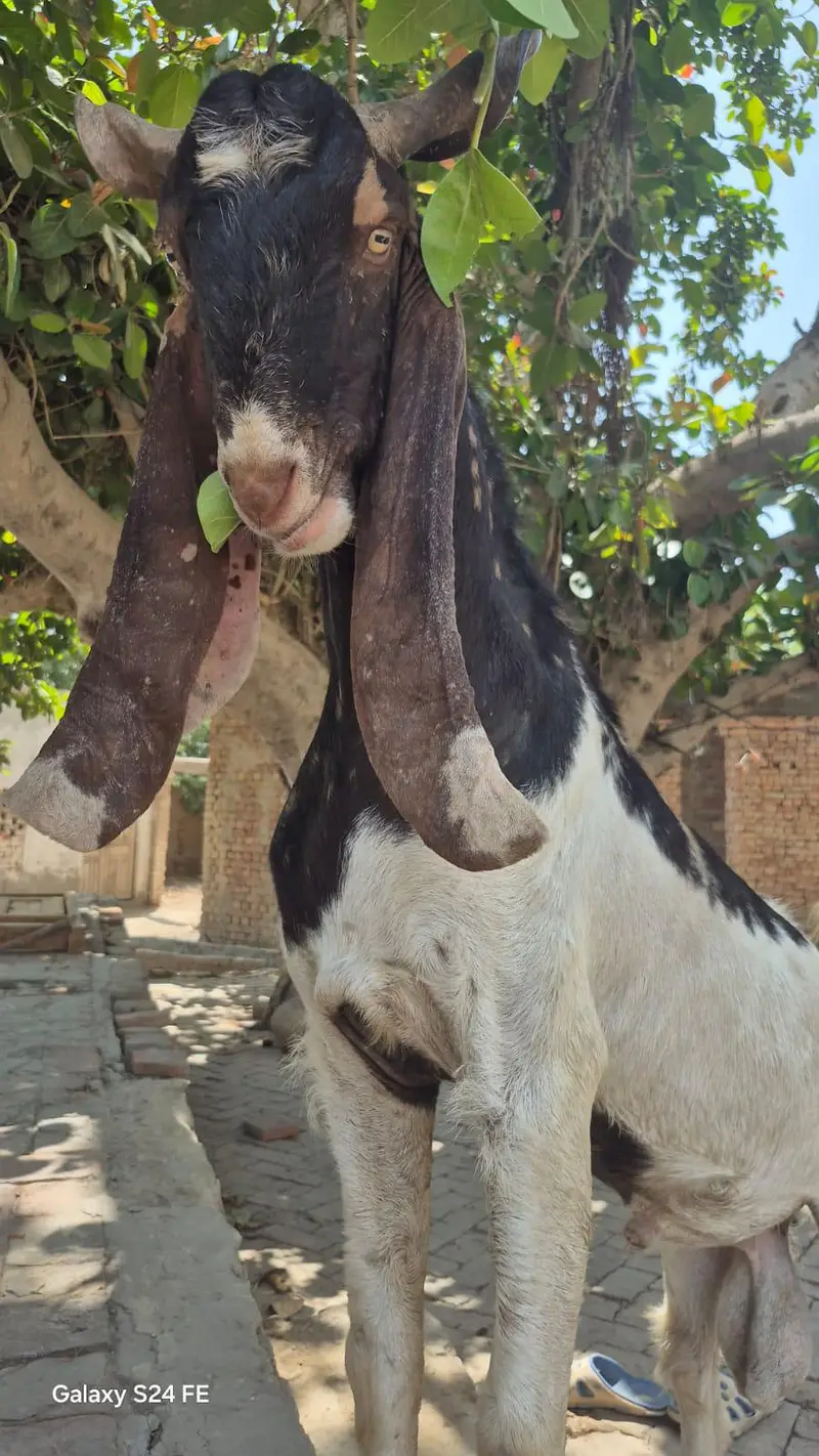 haidrabad nawabshahi ajrak goat اصل نواب شاہی اجرک بکرا — photo 3
