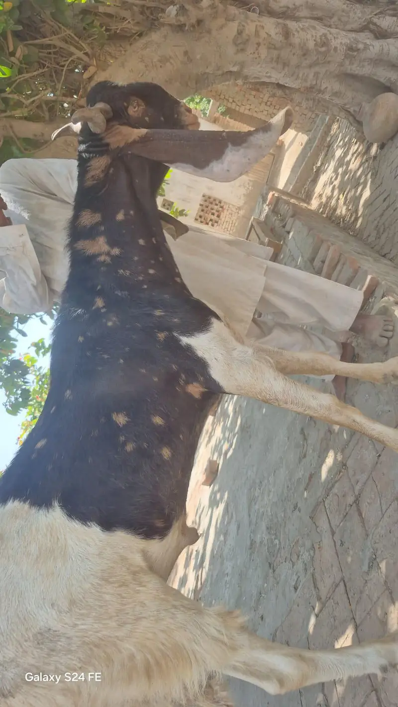 haidrabad nawabshahi ajrak goat اصل نواب شاہی اجرک بکرا — photo 2