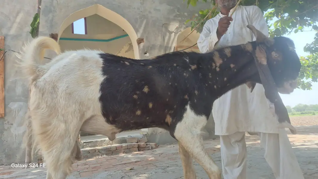 haidrabad nawabshahi ajrak goat اصل نواب شاہی اجرک بکرا — photo 4
