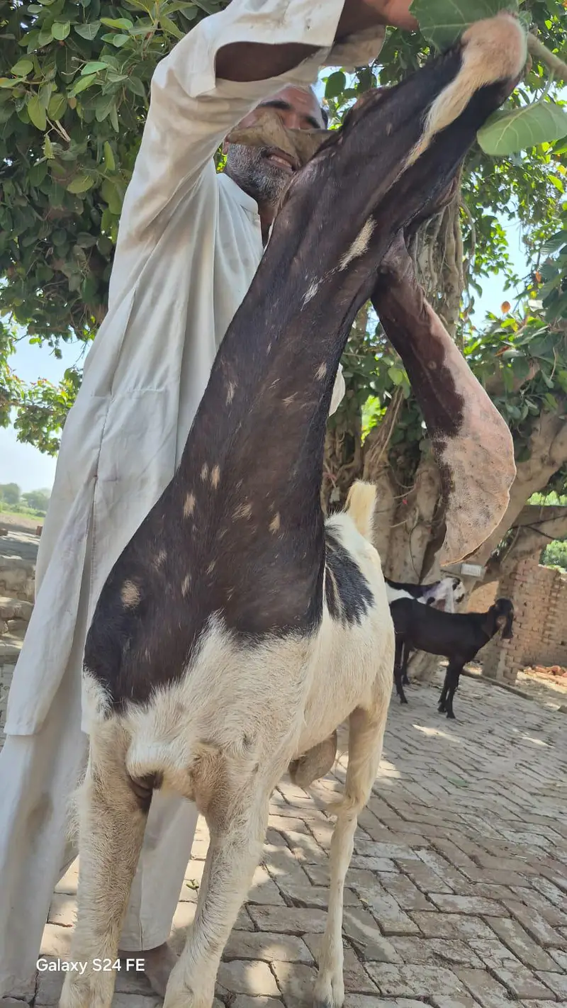 haidrabad nawabshahi ajrak goat اصل نواب شاہی اجرک بکرا — photo 5